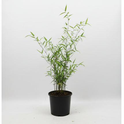 Niet-woekerende rode bamboe Fargesia Jiuzhaigou in pot klein 