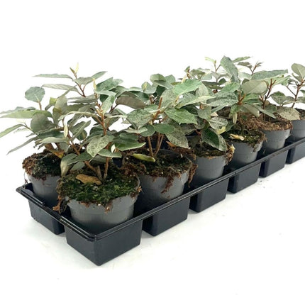 Elaeagnus ebbingei 'Compacta' - Olijfwilg