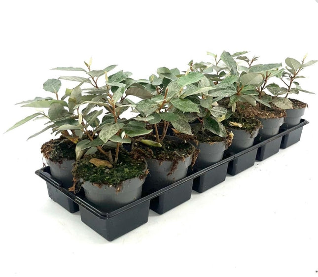 Elaeagnus ebbingei 'Compacta' - Olijfwilg