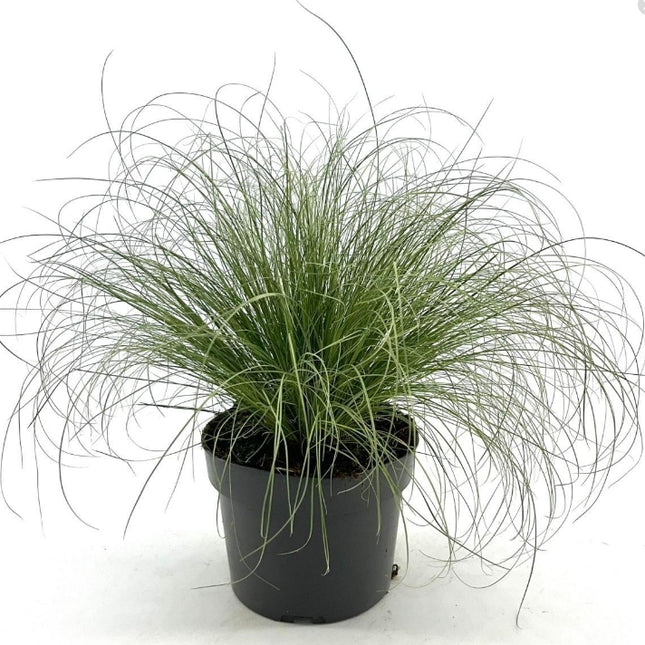 Carex comans 'Frosted Curls' - Zegge