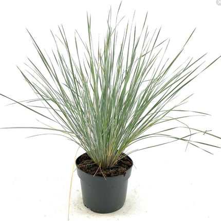 Helictotrichon sempervirens – Blauw havergras