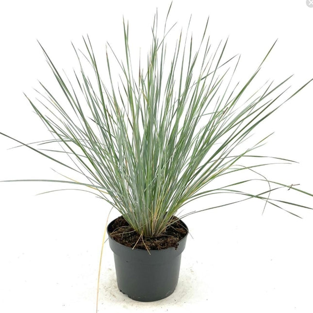 Helictotrichon sempervirens – Blauw havergras