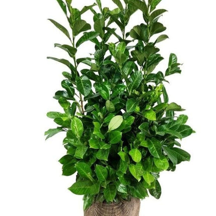 Prunus laurocerasus 'Rotundifolia' - Laurierhaag pakket 10 meter
