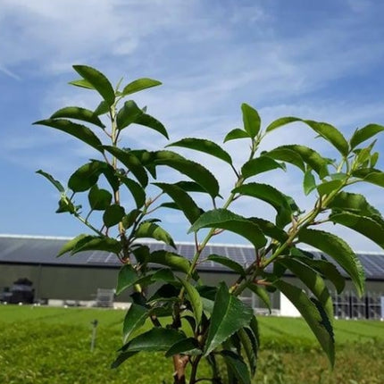 Prunus lusitanica 'Angustifolia' -Portugese Laurierhaag pakket 10 meter