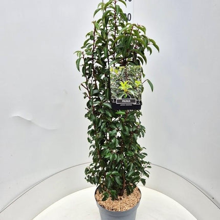 Prunus lusitanica 'Angustifolia' -Portugese Laurierhaag pakket 10 meter