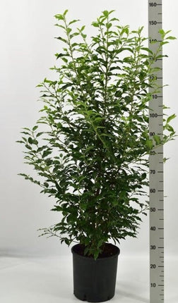 Prunus lusitanica 'Angustifolia' -Portugese Laurierhaag pakket 10 meter