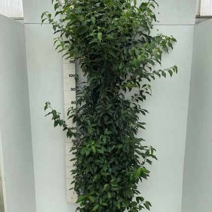 Prunus lusitanica 'Angustifolia' -Portugese Laurierhaag pakket 10 meter