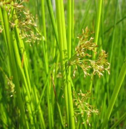 Juncus effusus – Pitrus / Zachte rus P9 Pot