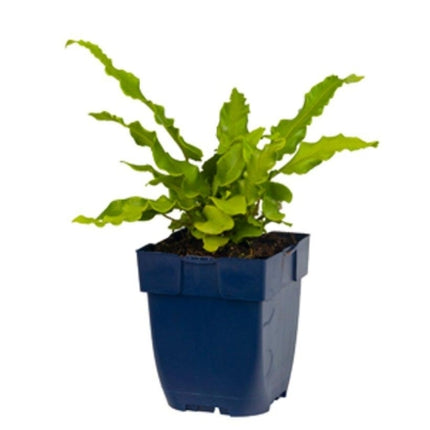 Asplenium scolopendrium - Tongvaren P11