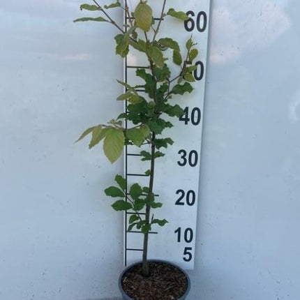 Fagus sylvatica – Groene Beukenhaag pakket 10 meter
