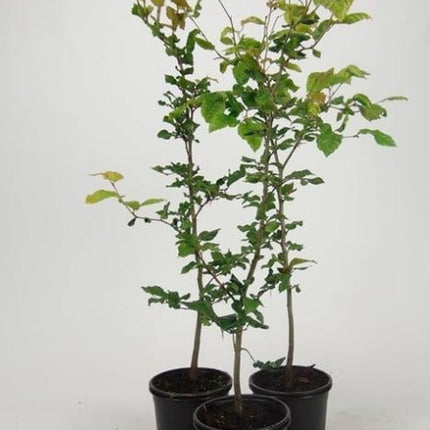 Fagus sylvatica – Groene Beukenhaag pakket 10 meter