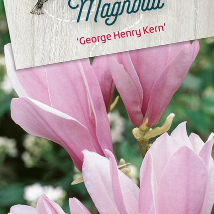 Magnolia 'George Henry Kern' - 100cm op stam