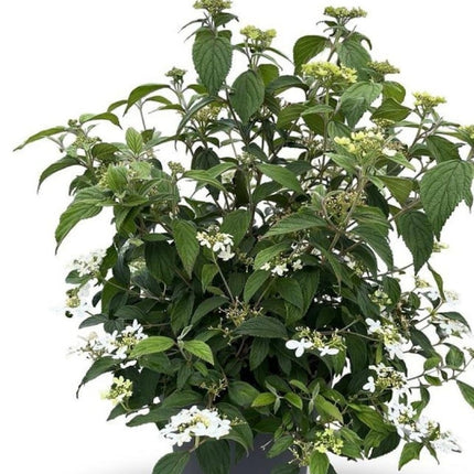 Viburnum plicatum 'Watanabe' op 90cm stam