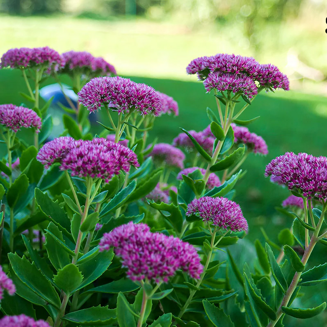 Borderpakket 'Zon & Droogte' - 5m² - 50 planten