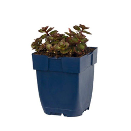 Sedum spurium ‘Fuldaglut’ rood bloeiend wintergroen vetkruid