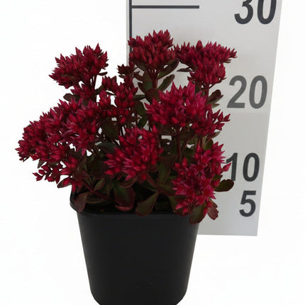 Sedum spurium ‘Fuldaglut’ rood bloeiend wintergroen vetkruid