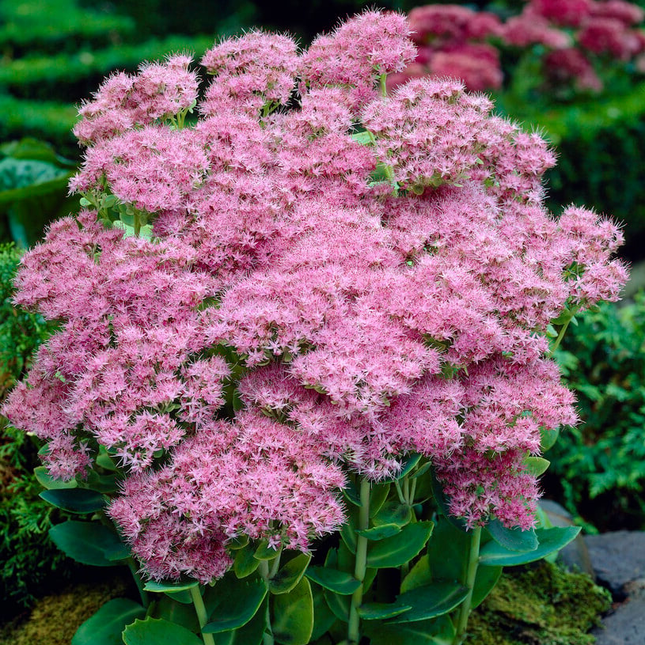 Sedum spectabile 'Brillant' - Hemelsleutel