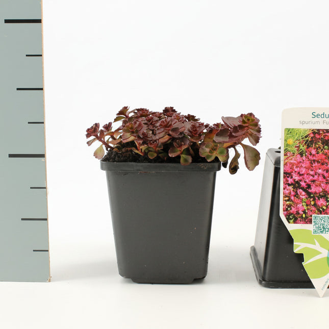Sedum spurium ‘Fuldaglut’ rood bloeiend vetkruid bodembedekker