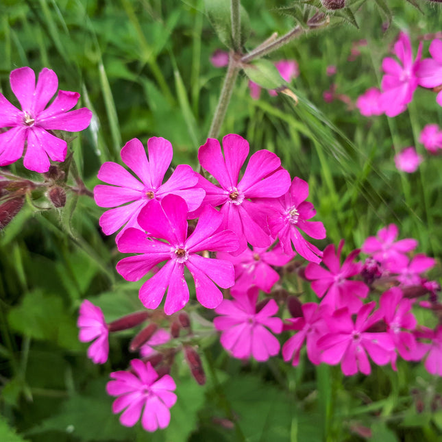 Silene dioica (dagkoekoeksbloem) met felroze bloemen met vijf diep ingesneden bloemblaadjes, bloeiend tussen groene bladeren en stengels in een natuurlijke omgeving.