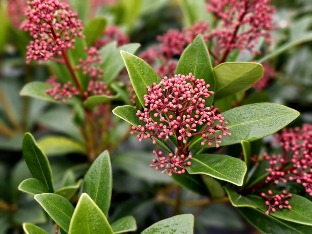 Banner image for: <h2>Skimmia's</h2>