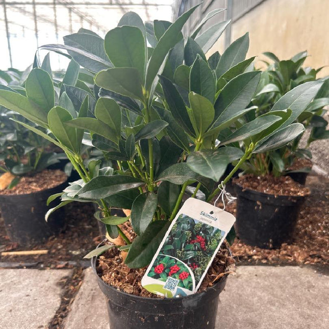 Skimmia japonica