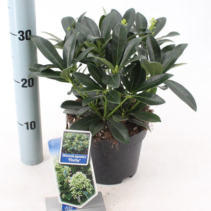 Skimmia japonica 'Finchy'