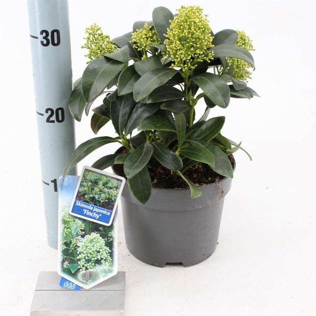 Skimmia japonica 'Finchy'