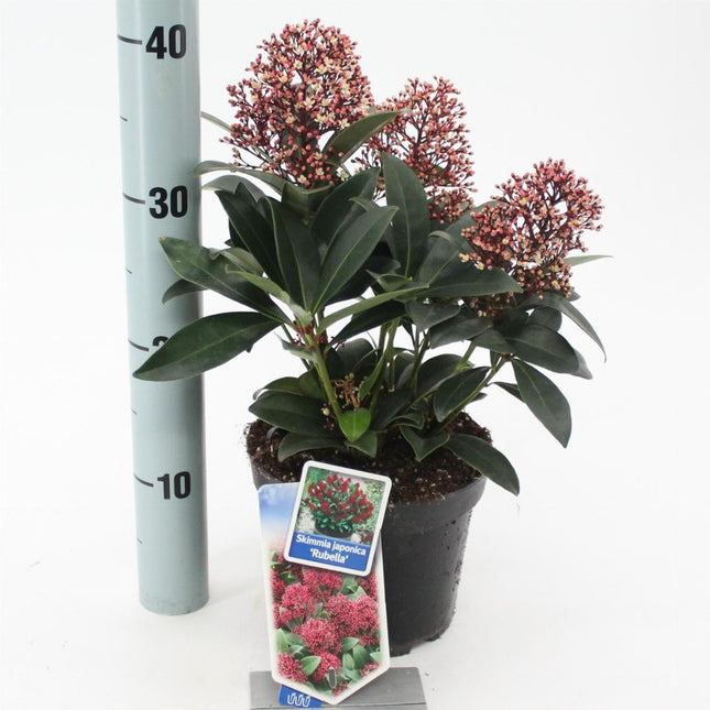Skimmia japonica 'Rubella'