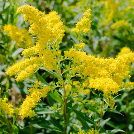 Solidago virgaurea (echte guldenroede) met pluimen vol kleine, felgele bloemetjes op rechtopstaande stelen, omringd door smal groen blad in een zonnige, natuurlijke omgeving.