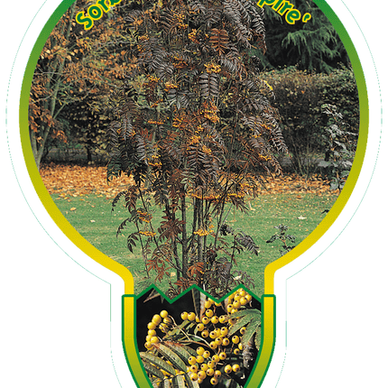 Sorbus ‘Autumn Spire’ - Lijsterbes op stam