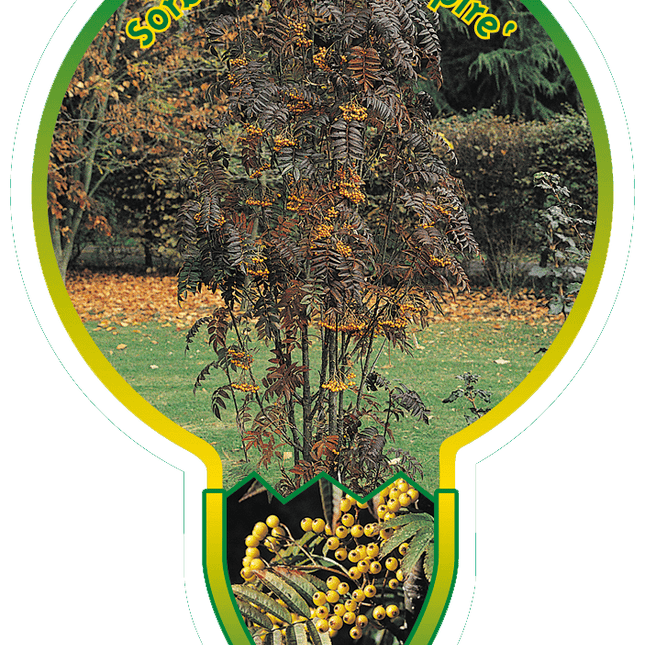 Sorbus ‘Autumn Spire’ - Lijsterbes op stam