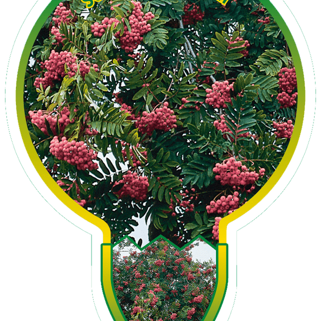 Sorbus 'Pink Veil' - Lijsterbes op stam