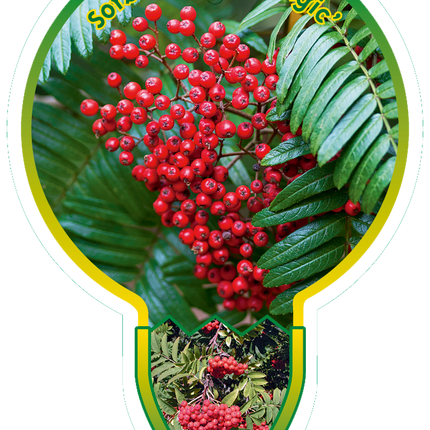 Sorbus 'Purple Magic' - Lijsterbes op stam