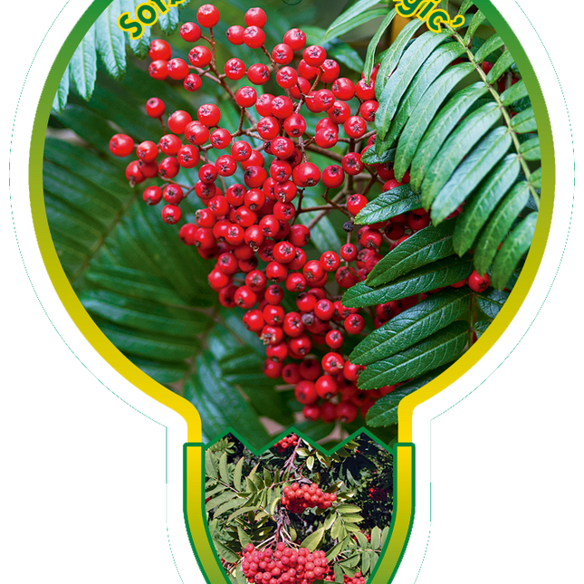 Sorbus 'Purple Magic' - Lijsterbes op stam