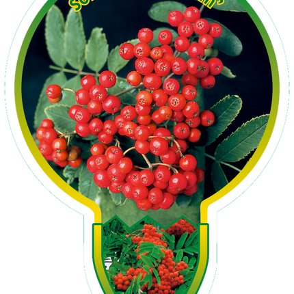 Sorbus 'Red Robin' - Lijsterbes op stam