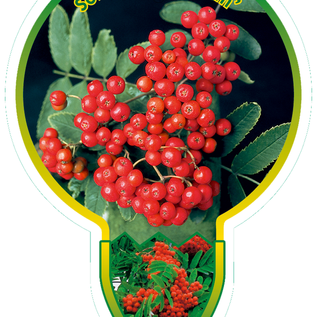 Sorbus 'Red Robin' - Lijsterbes op stam