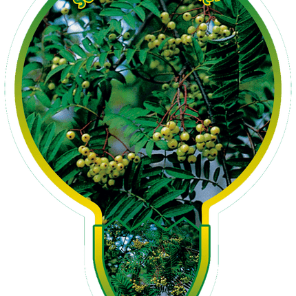 Sorbus 'Sunshine' - Lijsterbes op stam