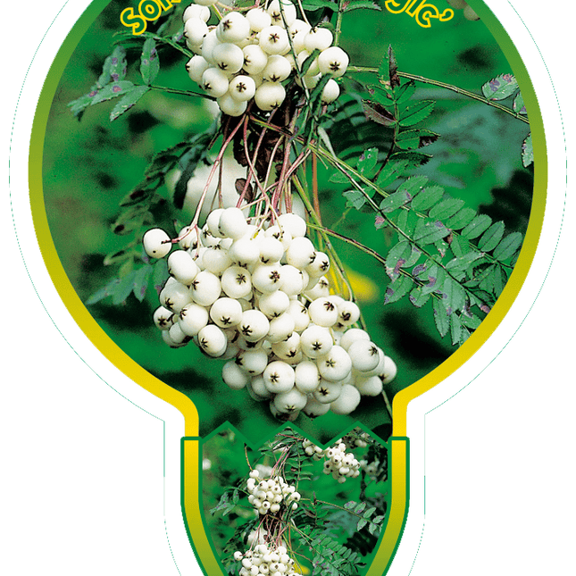 Sorbus 'White Magic' - Lijsterbes op stam