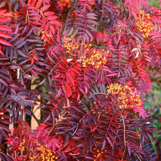 Sorbus ‘Autumn Spire’ met rood herfstblad op stam