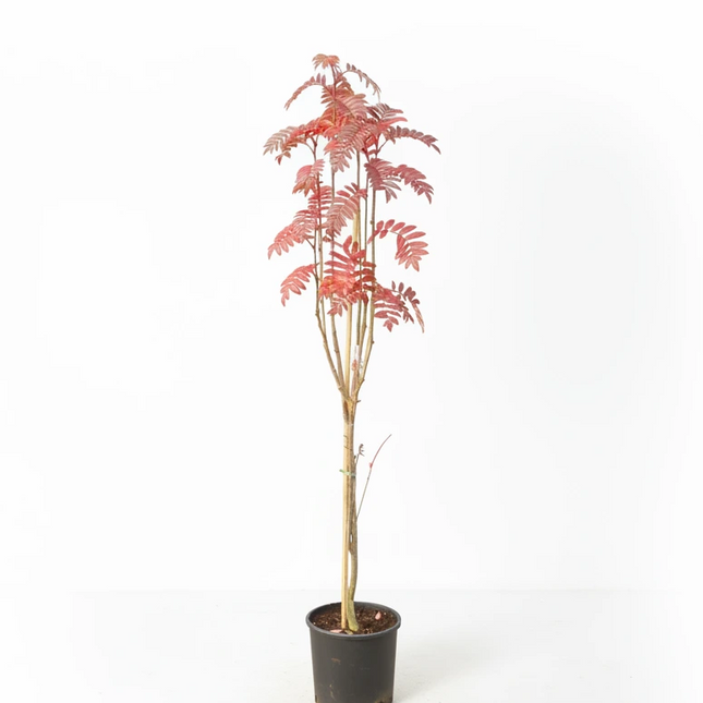 Zuilvormige Sorbus ‘Autumn Spire’ op stam in pot
