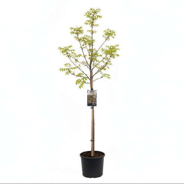Lijsterbes ‘Pink Veil’ op stam in pot