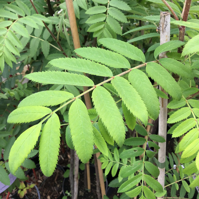 Blad van Sorbus ‘Pink Veil’ als lijsterbes op stam 