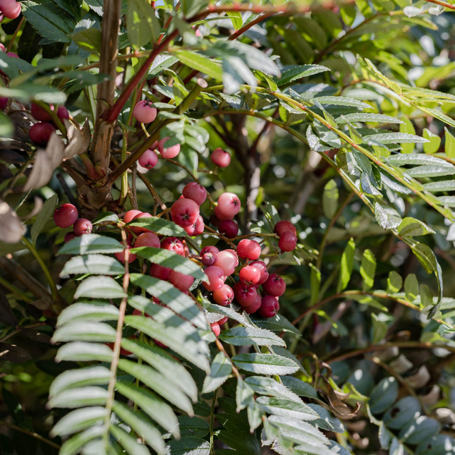 Roze bessen van Sorbus ‘Purple Magic’