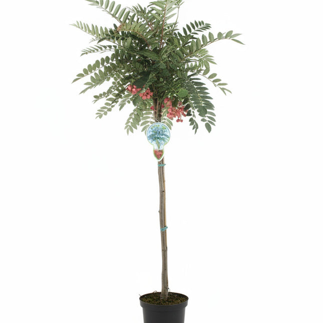 Lijsterbes ‘Purple Magic’ op stam in pot
