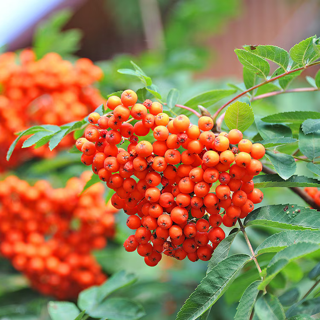 Sorbus ‘Red Robin’ lijsterbes op stam met rode bessen