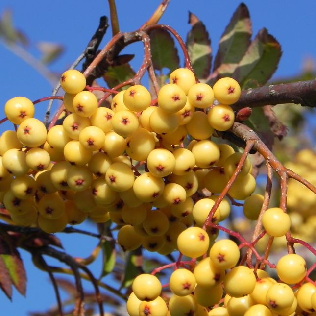 Gele bessen van Sorbus ‘Sunshine’