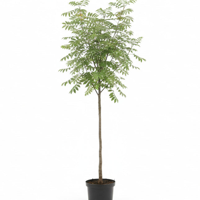 Sorbus ‘Sunshine’ lijsterbes op stam met ronde kroon en gele bessen in pot