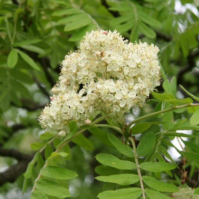 Witte bloei van Sorbus ‘White Magic’