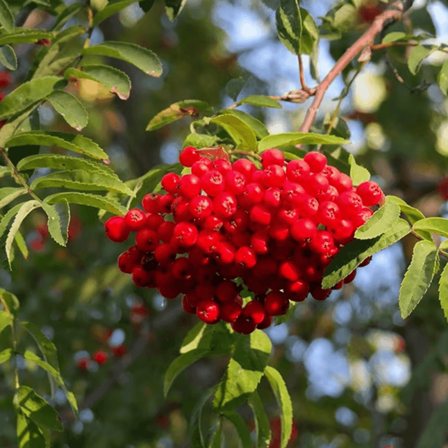 Sorbus aucuparia - Wilde lijsterbes rode bessen tros