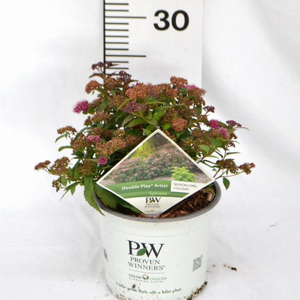 Spiraea japonica ‘Double Play Artist’ - Spierstruik
